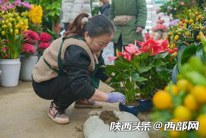 年宵花走俏！年味儿越来越浓 西安花卉市场持续升温