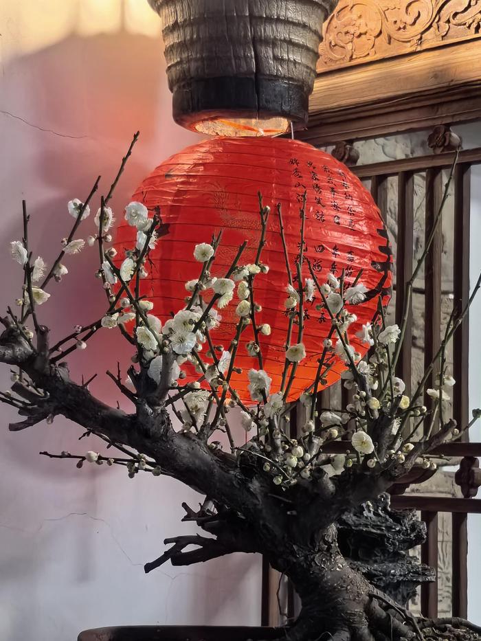 首届“喜梅乐见 ”梅花蜡梅石尚文化室内展将在北京园博园奇石园举办