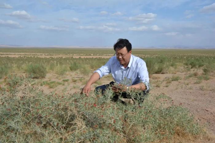 【中央媒体看甘肃】治沙38年，他让20多万亩土地受益