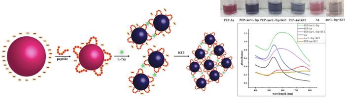 科学家造出氨基酸肽适体快速筛选法，能开发可穿戴型氨基酸浓度监测设备