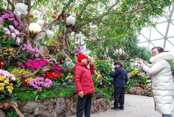 辰山植物园2024迎春花展来了！龙年惊喜不断，此类人群还能免门票