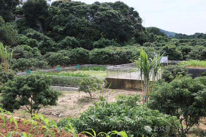 农村生活污水治理如何破局？这样打造“茂名样板” →