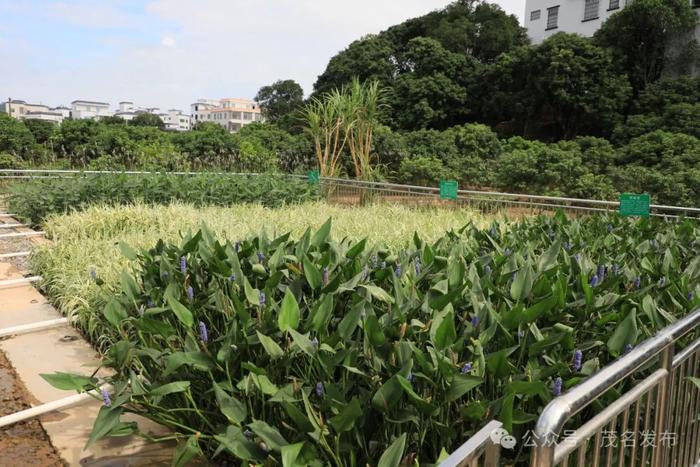 农村生活污水治理如何破局？这样打造“茂名样板” →