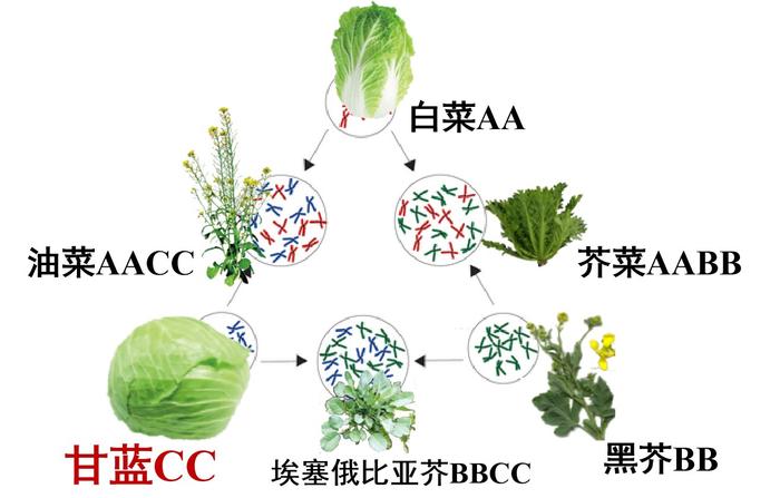 重磅发现 研究揭示甘蓝快速多样化驯化的隐藏驱动力