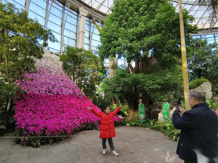 花开富贵庆新春 市民在世界花卉大观园赏花祈福过大年