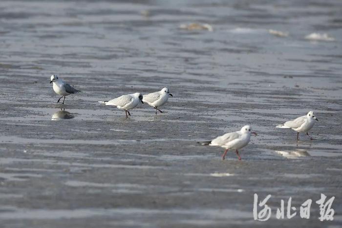 15只黑嘴鸥现身七里海潟湖湿地