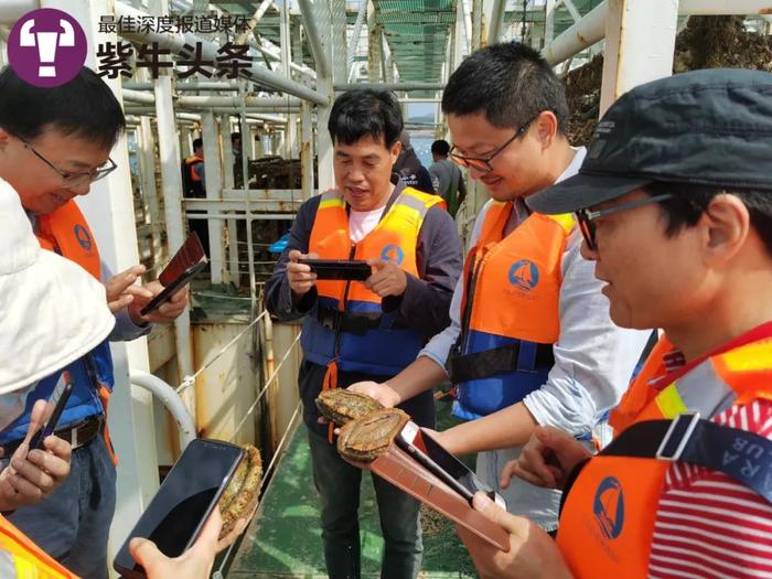 【紫牛头条】世界鲍鱼产量90%来自中国，鲍鱼育种专家解密如何做到遥遥领先