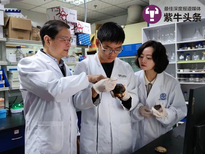【紫牛头条】世界鲍鱼产量90%来自中国，鲍鱼育种专家解密如何做到遥遥领先
