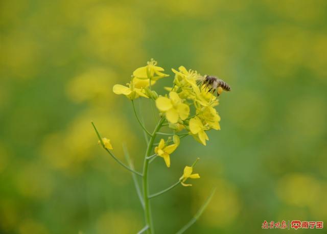 快来打卡！这里的油菜花海美如画