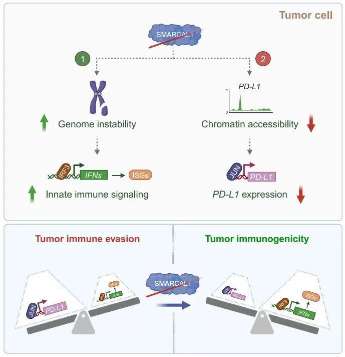 前沿 |《细胞》：癌细胞这下彻底藏不住了！肿瘤躲避免疫系统的“双保险”被破解