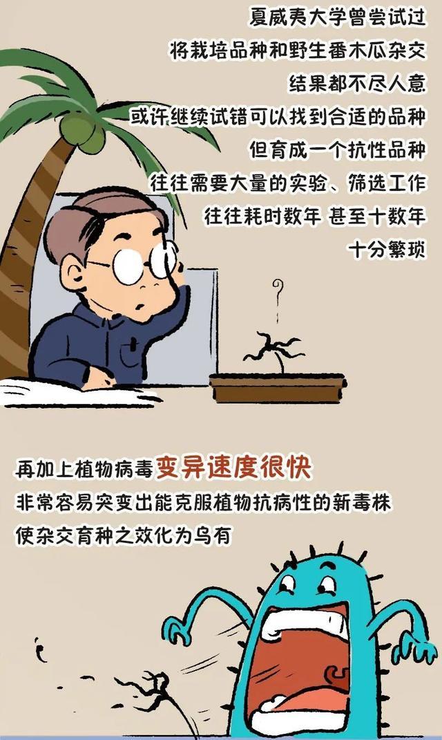 漫画｜“百果之王”番木瓜存亡简史