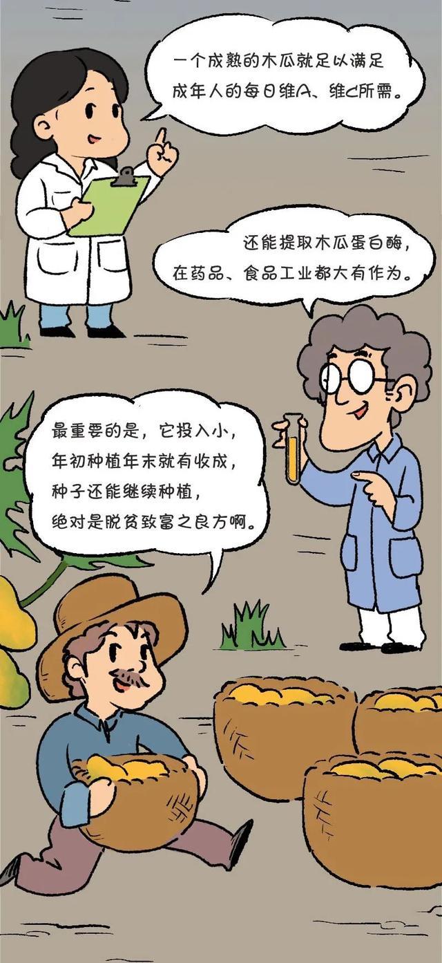 漫画｜“百果之王”番木瓜存亡简史