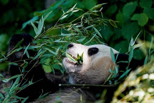 比利时天堂动物园宣布：三只大熊猫今秋将返回中国