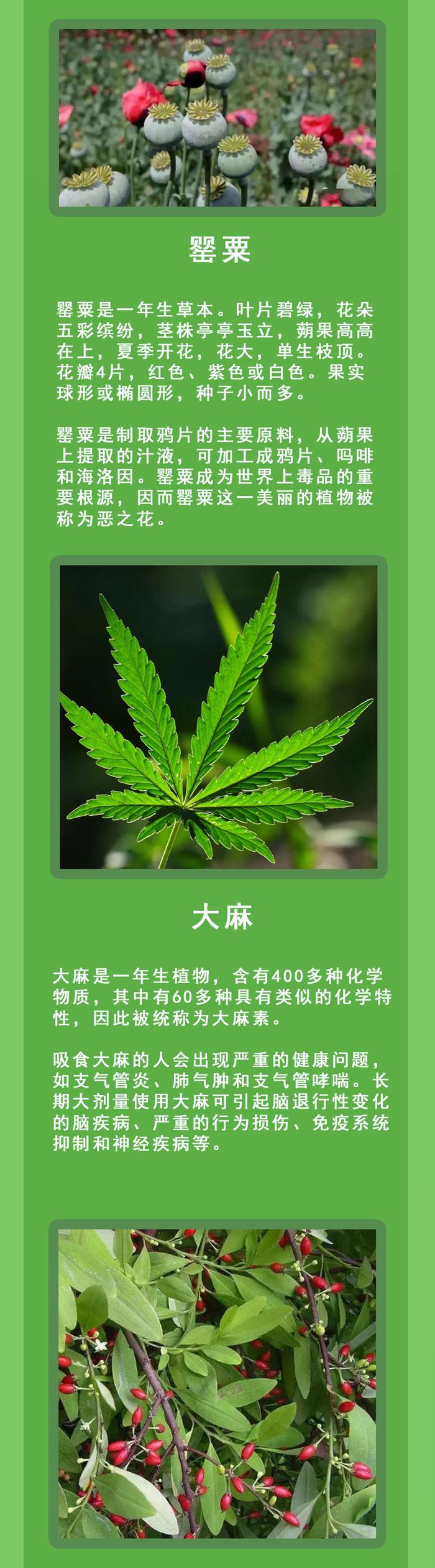 社会 | “这是罂粟？以为是茼蒿呢！”民警：别狡辩