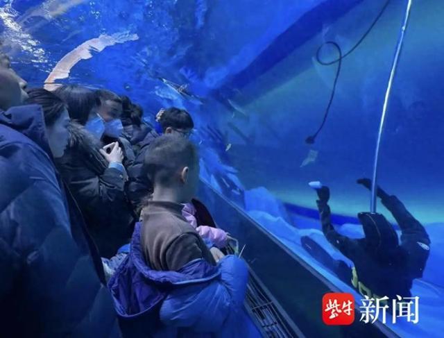 郑州一海洋馆潜水员在馆内溺亡，多名游客目击：以为是假人