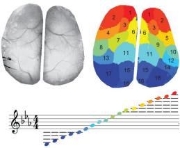 神经与血流信号转换成钢琴与提琴曲——配乐“电影”将大脑活动可视化|总编辑圈点