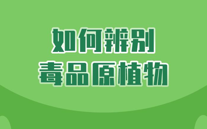 社会 | “这是罂粟？以为是茼蒿呢！”民警：别狡辩