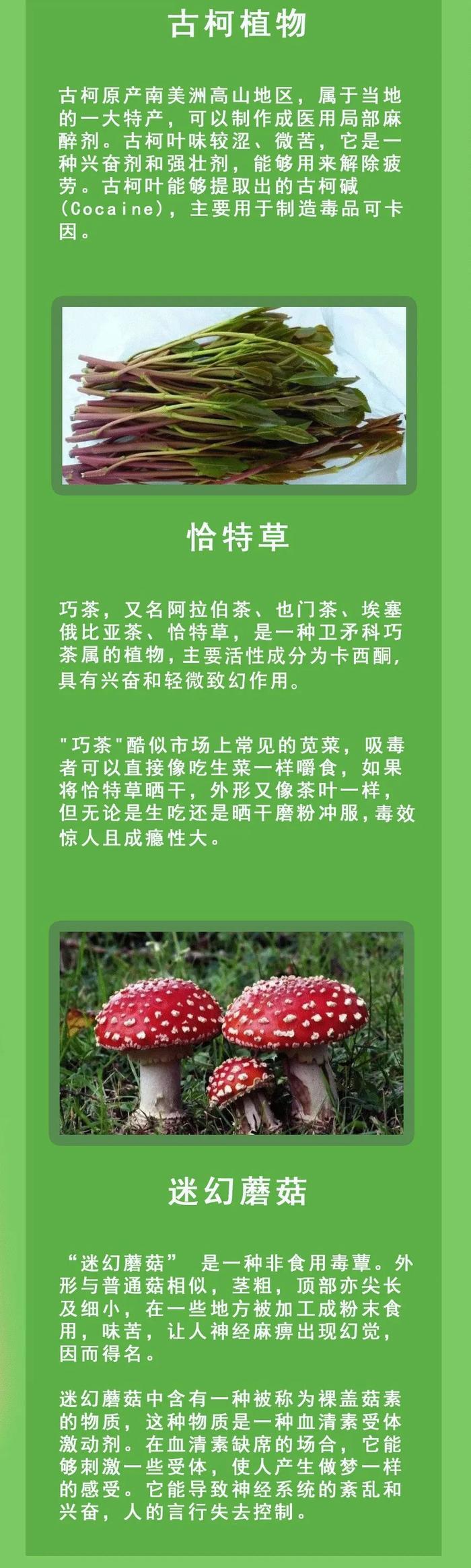 社会 | “这是罂粟？以为是茼蒿呢！”民警：别狡辩