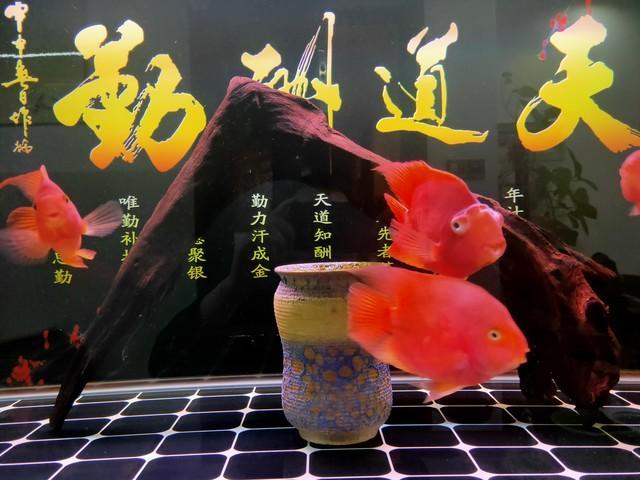 观赏鱼不合理混养问题_观赏鱼炸缸原因分析_虎皮鱼怎么爆缸