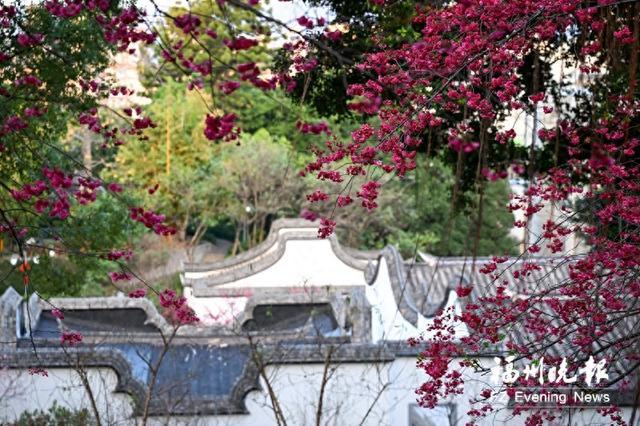 新春乌山迎来最美赏花季 一步一繁花俯仰皆美景