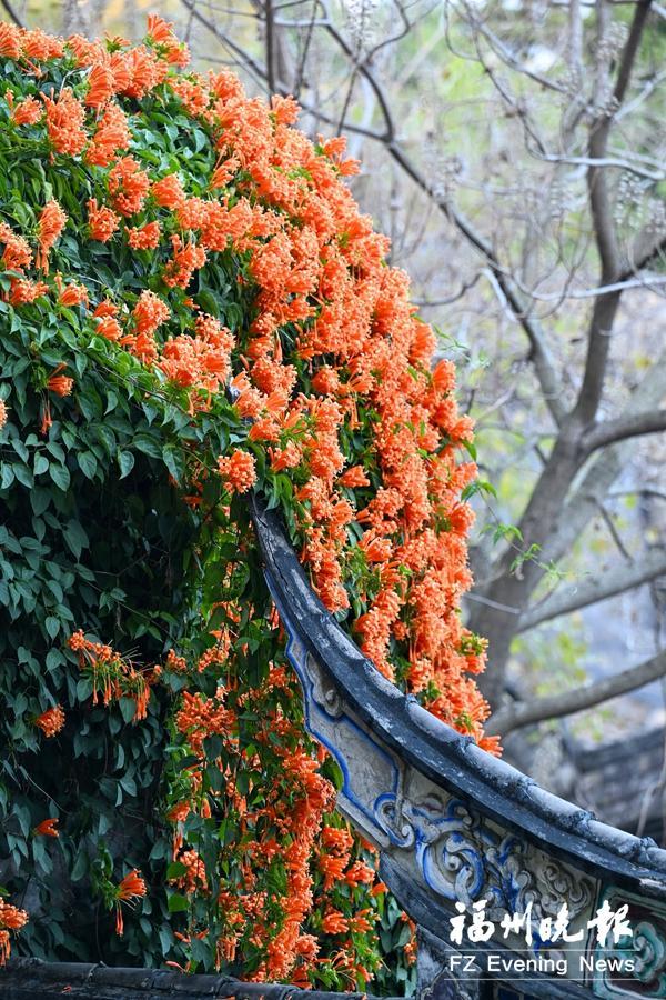 新春乌山迎来最美赏花季 一步一繁花俯仰皆美景