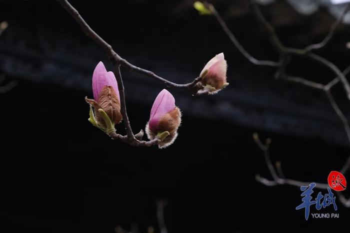 陈家祠的玉堂春，开了！