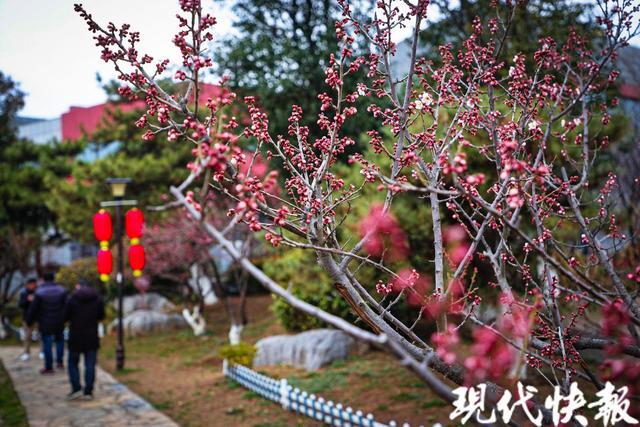 “梅”好徐州：第十届徐州龟山探梅园梅花节开幕