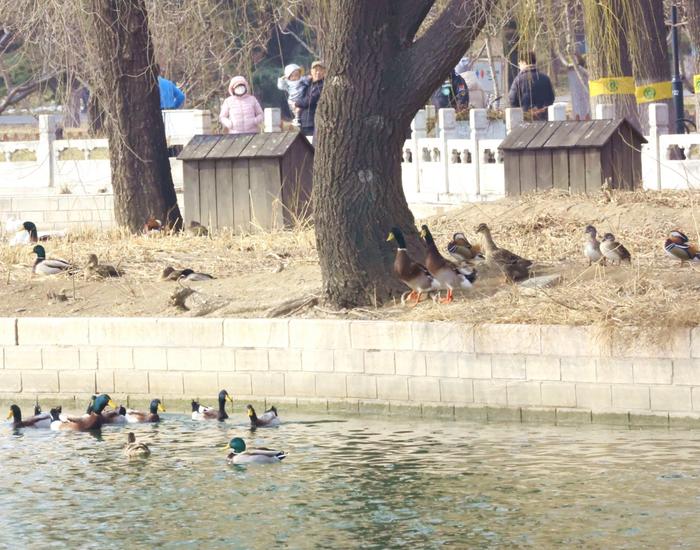 两只赤麻鸭飞临莲花池公园