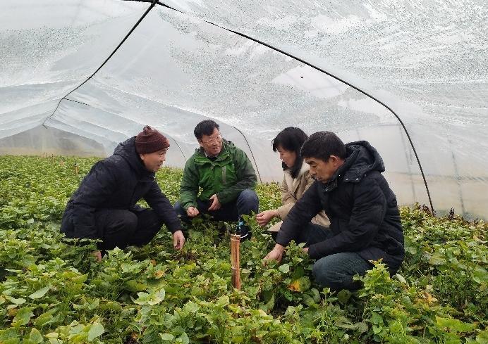 湖北农科院粮作所科特派奔走荆楚大地助力防冻减灾