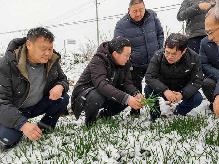 湖北农科院粮作所科特派奔走荆楚大地助力防冻减灾