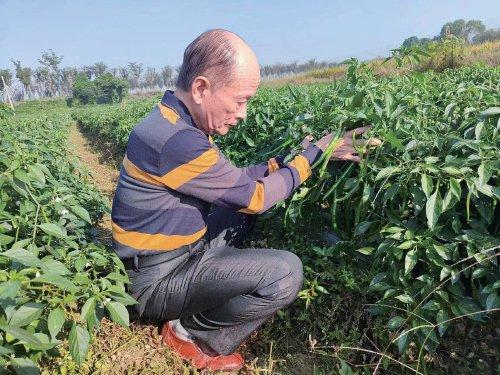 “辣椒大王”庄久毅的新年愿望