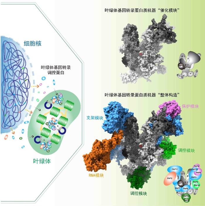 破解世界性难题！我科学家成功解析叶绿体基因转录机器构造