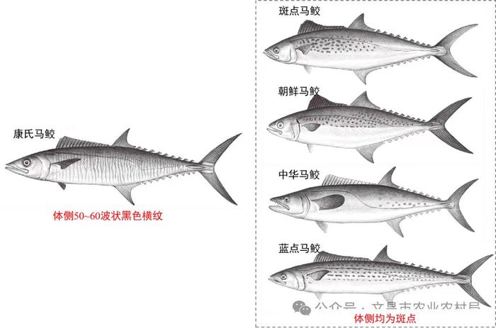 事关海南马鲛鱼！