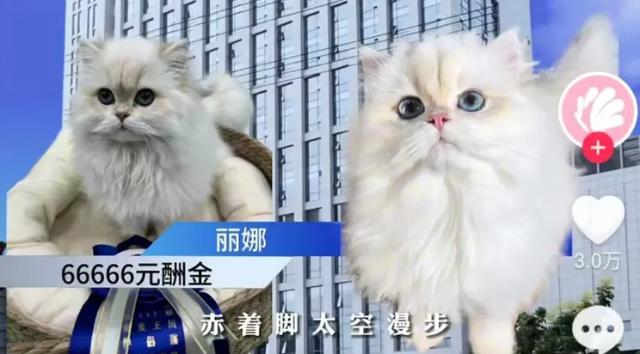 昆明一女生捡到猫咪获66666元奖金，被质疑是炒作！失主回应