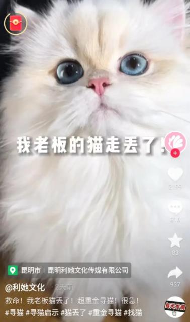 昆明一女生捡到猫咪获66666元奖金，被质疑是炒作！失主回应