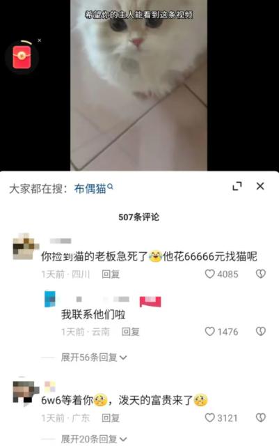 昆明一女生捡到猫咪获66666元奖金，被质疑是炒作！失主回应