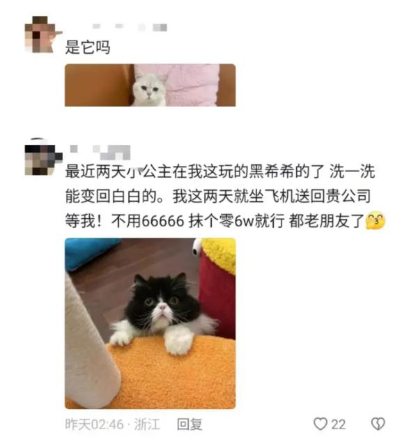 昆明一女生捡到猫咪获66666元奖金，被质疑是炒作！失主回应