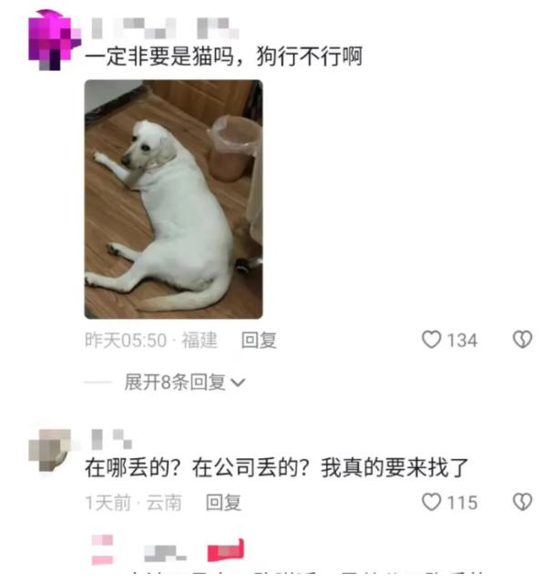 昆明一女生捡到猫咪获66666元奖金，被质疑是炒作！失主回应