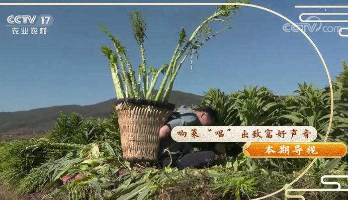刚采摘的“贡菜”。(图/央视网视频截图)