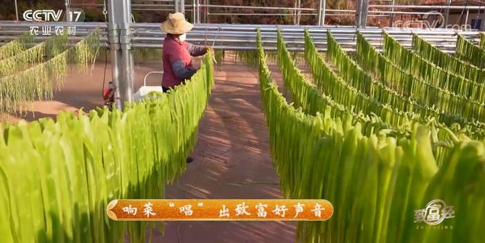 晾晒中的苔干。(图/央视网视频截图)