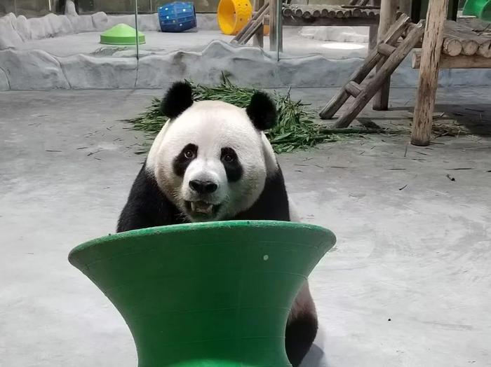 免费看大熊猫！洛阳一景区对郑州市民免票一个月！