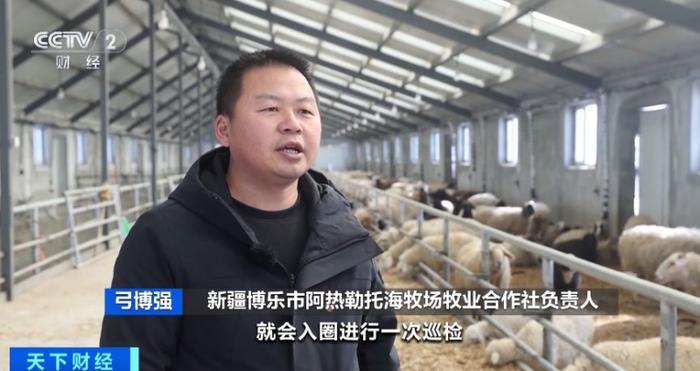 万头生产母羊迎产崽高峰！新疆天山南北“接羔育幼”忙