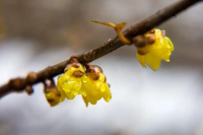 带您走过香山里的二十四节气｜惊蛰