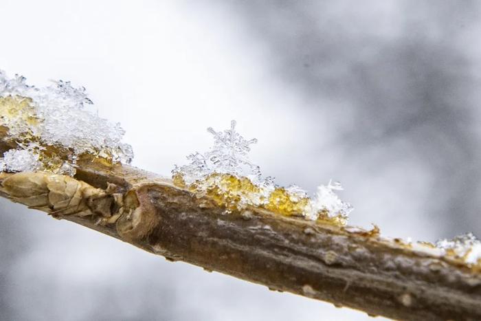 惊蛰遇春雪~延庆如诗如画！延庆乡亲扫雪忙