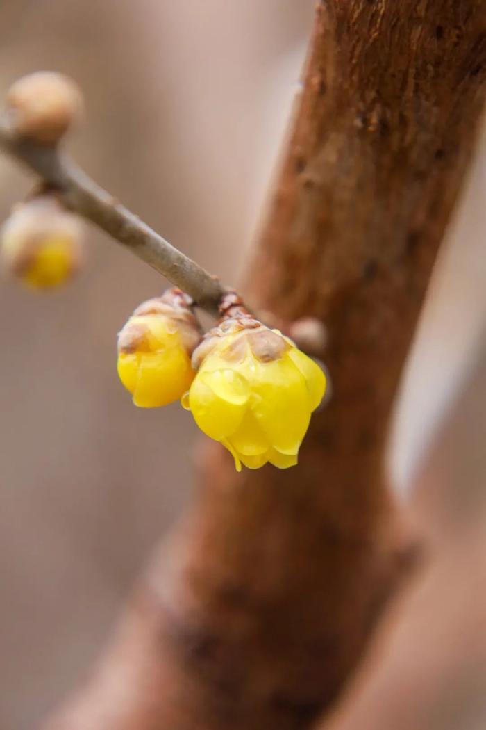 带您走过香山里的二十四节气｜惊蛰