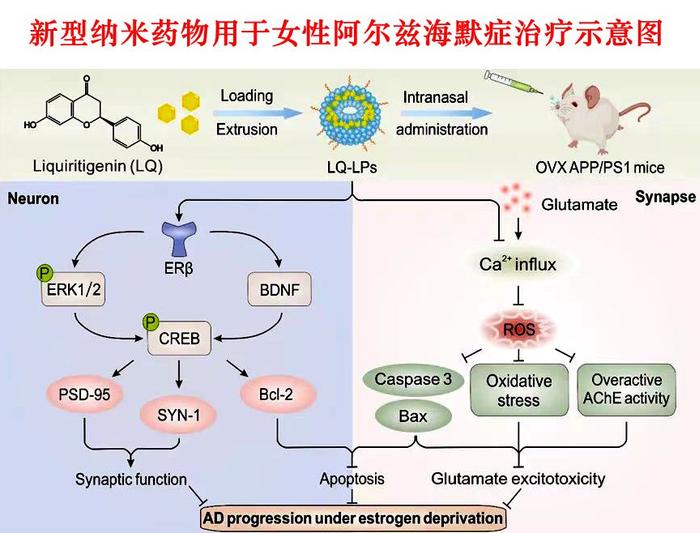 针对女性阿尔兹海默症的特异性纳米药物研发成功