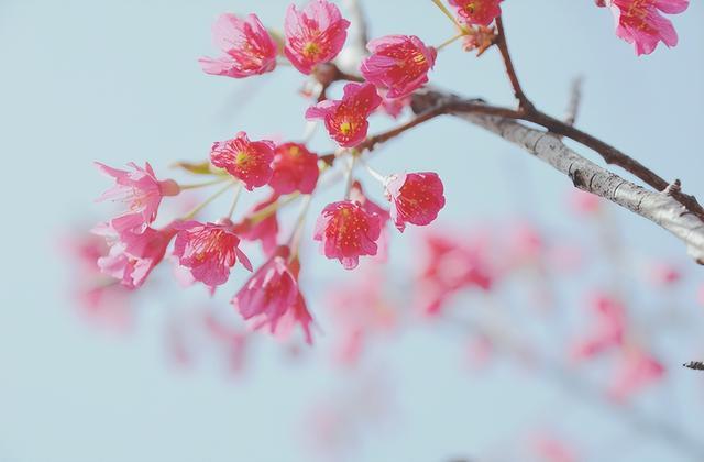 胜日寻芳 春游郑州，这份赏花攻略请收好！