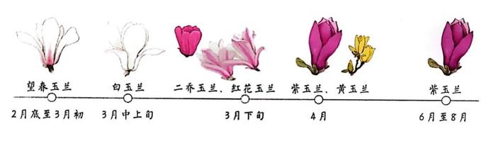 【探索】去哪里赏？怎么赏？关于市花白玉兰，看这一篇就够了→