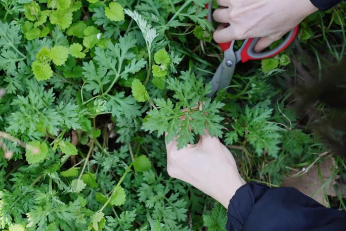 又到了踏青吃青团的季节，春天的第一口青团你们吃了吗？