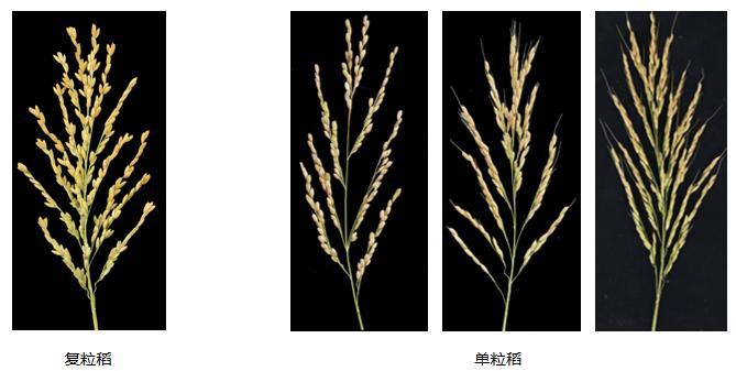 我国科研人员找到控制水稻多粒簇生关键基因 可促进增产